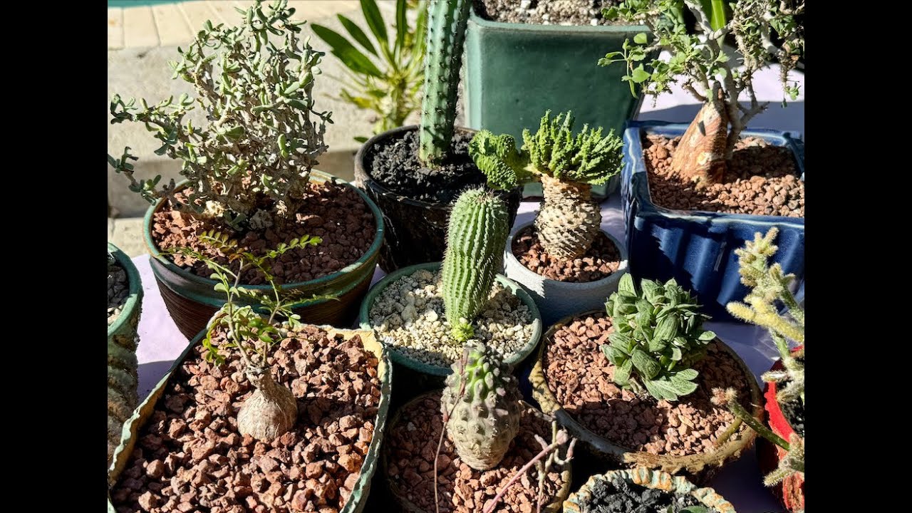 15 редких и потрясающих кактусов и суккулентов — Эпизод 215