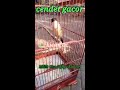 Cendet Gacor Isian Gereja Lovebird Kenari Prenjak Cendet Gacor Masteran Trotol Cendet Mp3 - Mp4 Download