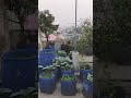 Rooftop tree and plants | Feel and breath | Nice weather | peaceful nature | good weather