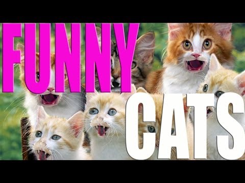 funny-cats-song.-cat-meowing-song.