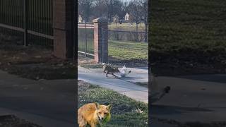 🦊fox chases hen🐓