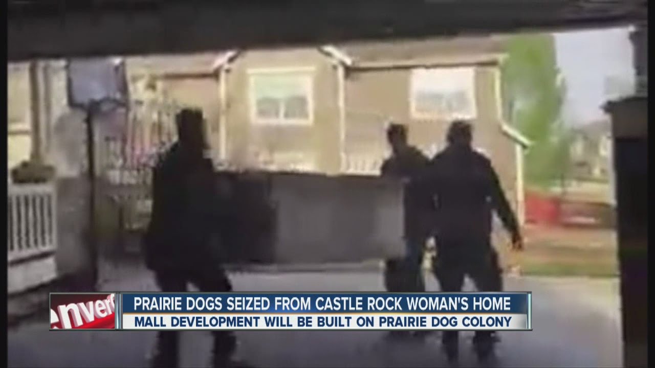 Prairie dogs seized from Castle Rock woman's home - YouTube