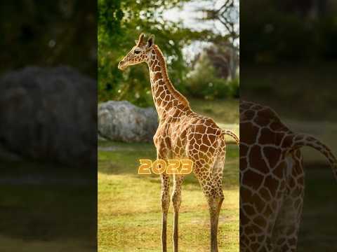 2023 giraffe 🦒