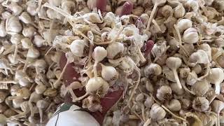 मंदसौर मंडी लहसुन का दोपहर में कैसा रहा भाव और तेजी मंदी | Aaj Ka Lahsun Ka Bhav | Garlic Rate Today