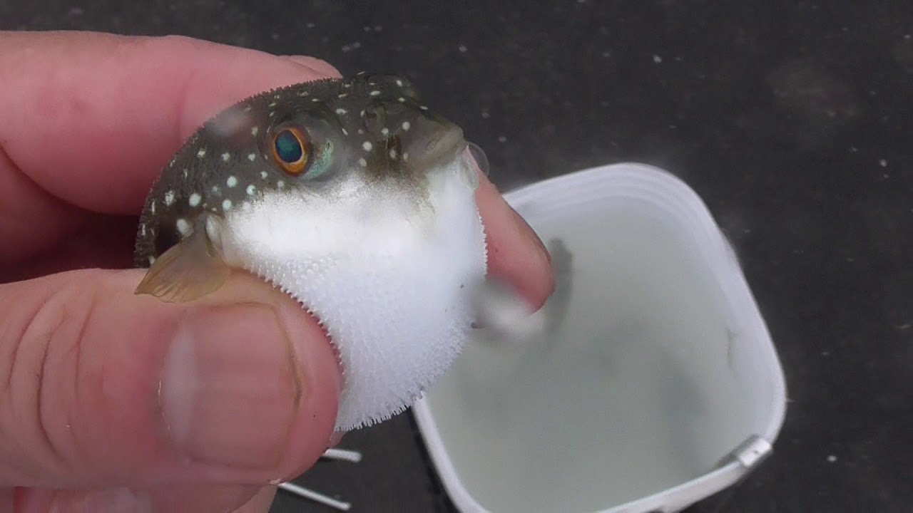 刺激を与えるとボールのようにお腹を膨らませるフグ 釣太郎ブログ