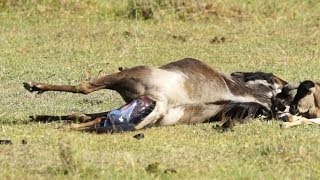 Amazing Wildebeest Giving Birth - Rare moments in nature