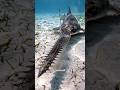 The Fish With a Screaming Human Face 😱 #shorts #sawfish #deepsea