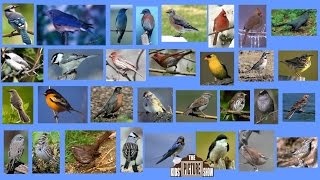 North American Songbirds  The Kids' Picture Show (Fun & Educational Learning Video)