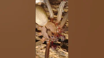 Quelle est l'araignée la plus mortelle de France