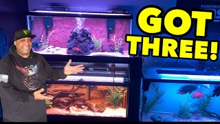 Three of my Favorite Aquariums!