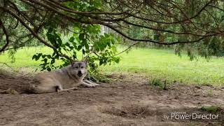 🐺🐾PETTING, MEETING AND HOWLING WITH WOLVES 🐺🐾 AT HOWLING WOODS FARM *THE SURPRISE VIDEO