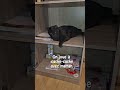 les coquins #chat #chatstory #chats #chats_drôles