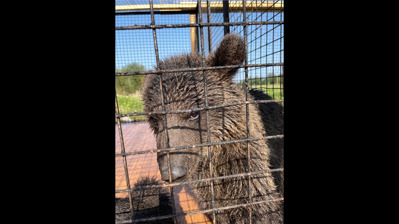 Вести с полей - YouTube