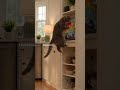 Finally a time for myself #pet #funny #cute #petlover #cat #pets #funnyvideo #animals #gatito #gatos