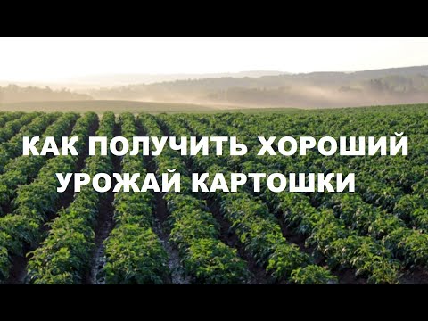 Как получить хороший урожай картошки. Проращивание картофеля перед посадкой. Ответы на вопросы.