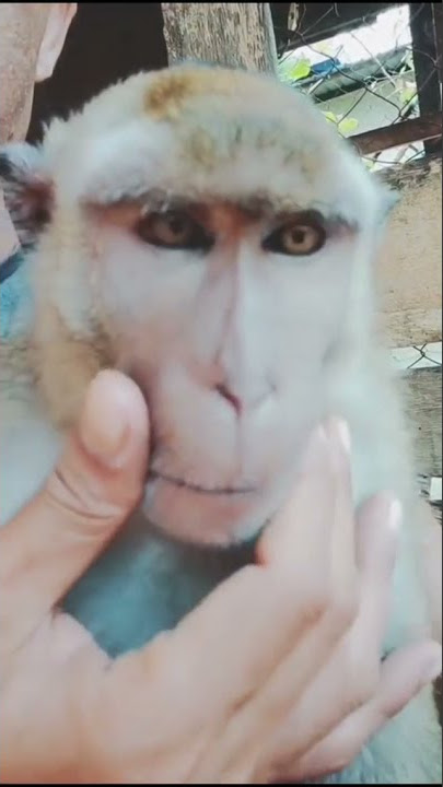 Snap Wa 60 Detik lucu