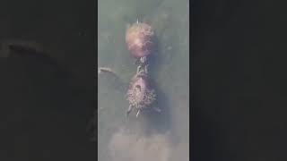 Video lucu | Kura kura aja bucin kayak gini, lo kapan mblo hehe #shorts