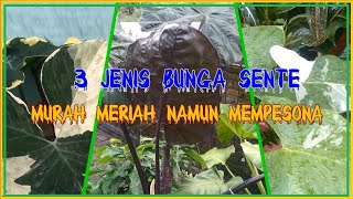 3 JENIS SENTE MURAH MERIAH NAMUN MENAWAN
