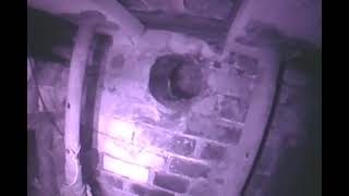Batcam. Brown Long-Eared Bat In A Church Bat