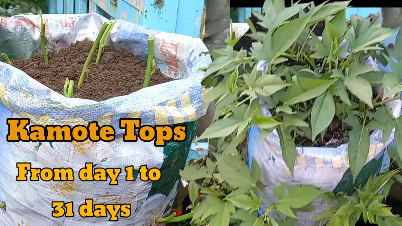 Easy ways to plant a kamote tops(sweet potato tops)