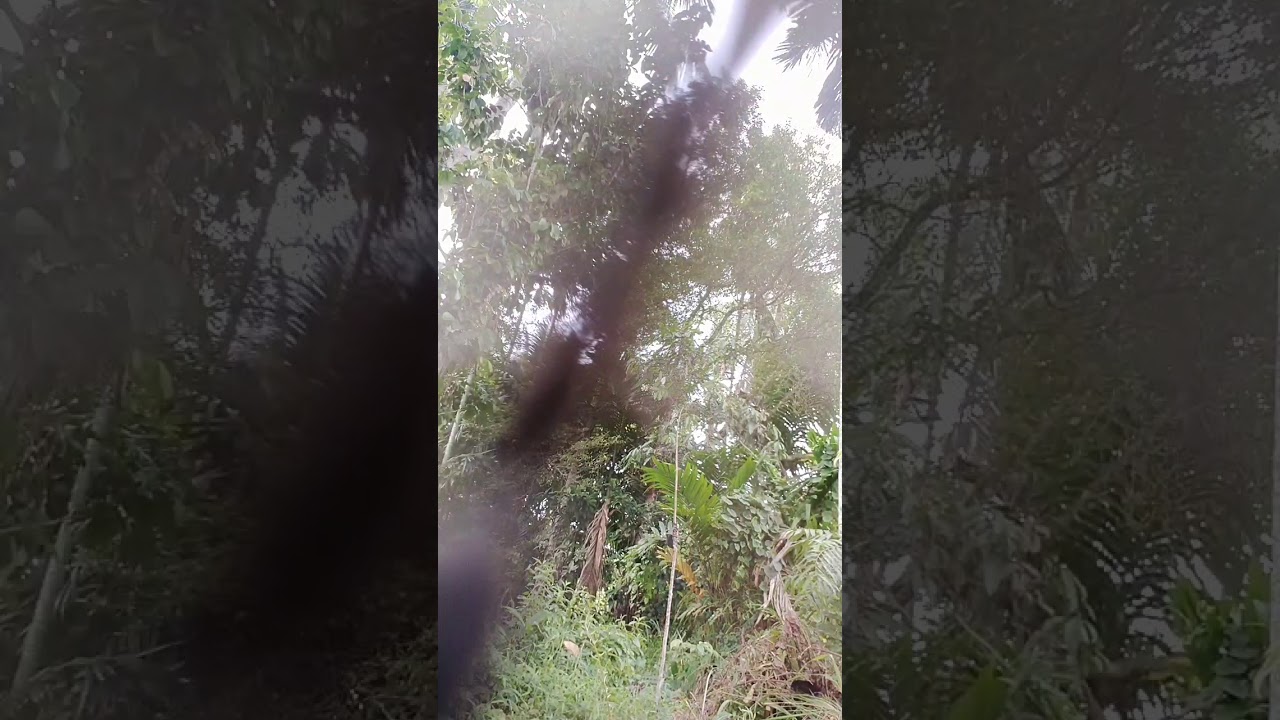 Pikat burung Kecil Dapat Burung Sirpu dan Burung Krocok 