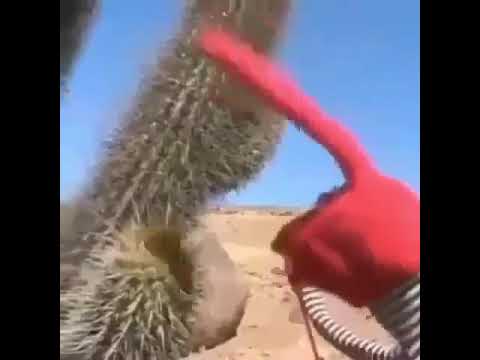 Puppet Touches Cactus Meme Youtube