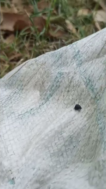 cheta khayego ugiya mai
