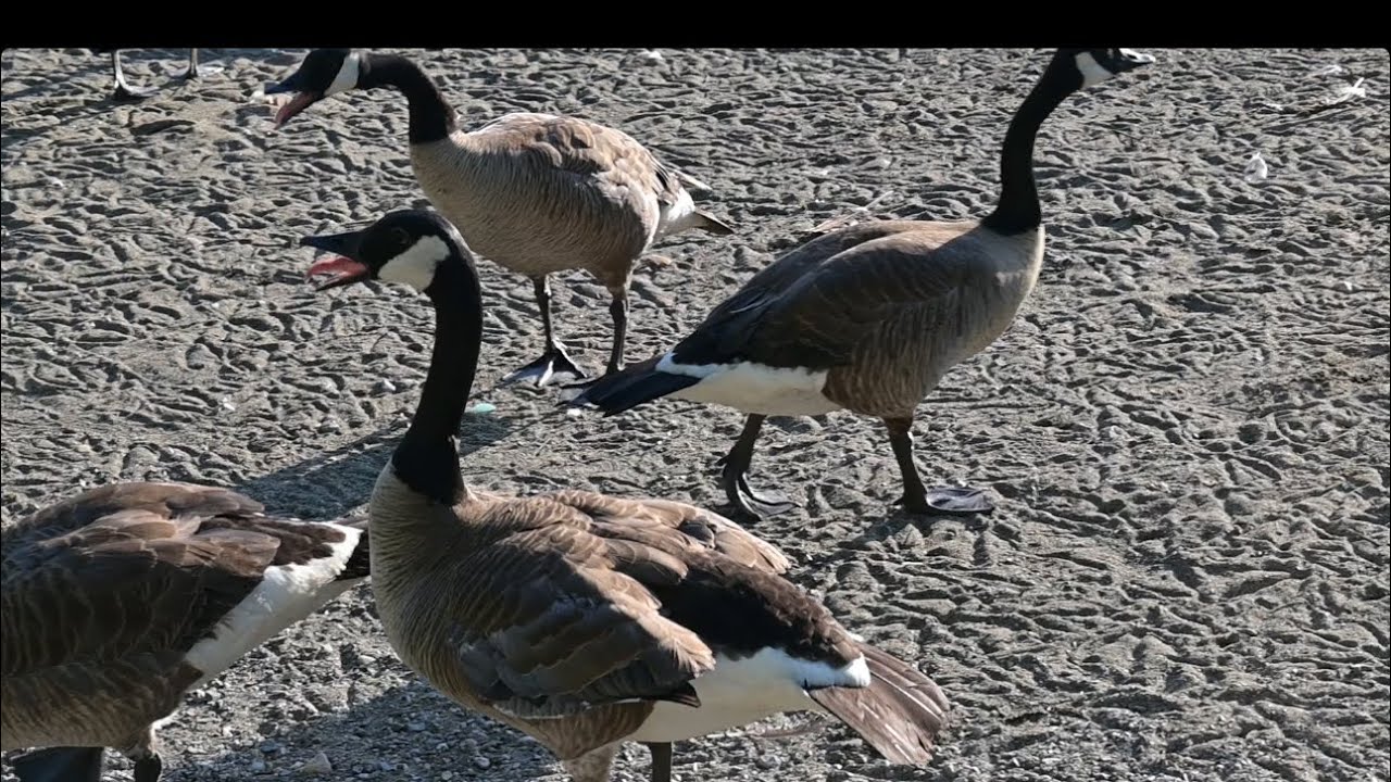 ANGRY GEESE HONKING — FIGHT BREAKS OUT! 🪿💥 