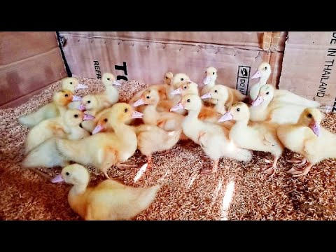 Chăm sóc vịt xiêm nhanh lớn ít bệnh, cập nhật đàn vịt con một tuần tuổi