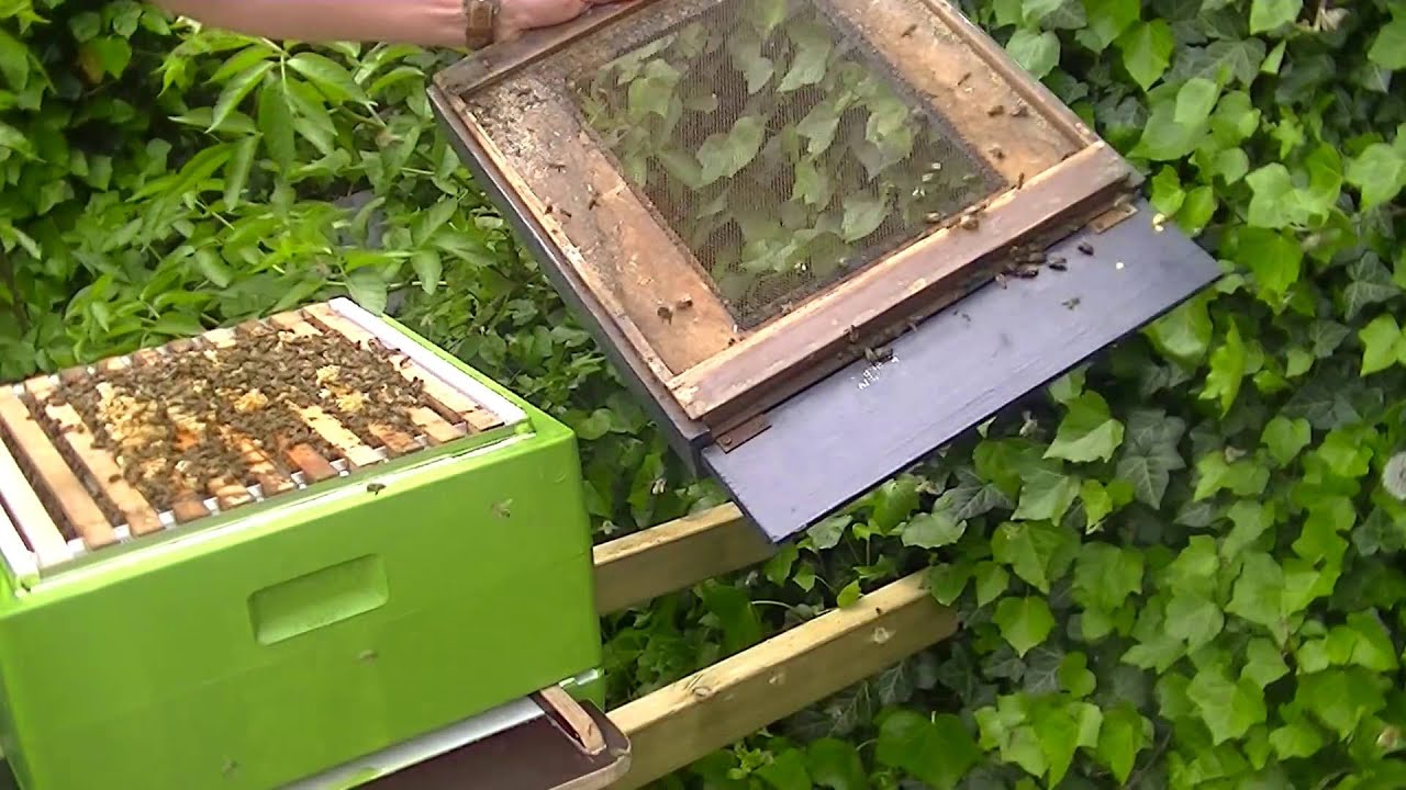 Volk krijgt een nieuw huis