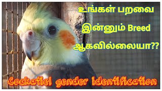 Cockatiel gender identification in tamil | ஆண் பெண் கண்டறிய வழிமுறை |Breeding tips in tamil | RF