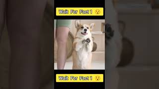 Top 10 Amazing Facts About Animals | Facts in Hindi | #facts #shorts