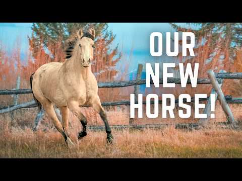 حصان جديد اشترينا حصان أبالوزا رائع من جلد الغزال 