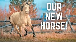 NEW HORSE! We Bought a STUNNING Buckskin Appaloosa