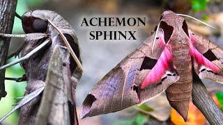Achemon Sphinx: Impressive Hawkmoth - Eumorpha achemon (Sphingidae) - Up close
