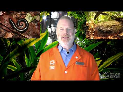 Rainforest Arthropods - Rainforest Arthropods