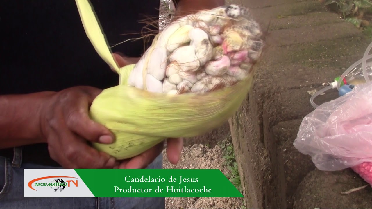 Informativo TV: Productores buscan aumentar producción de Huitlacoche en Atlixco