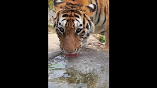 ASMR-Tiger Drinking Water!