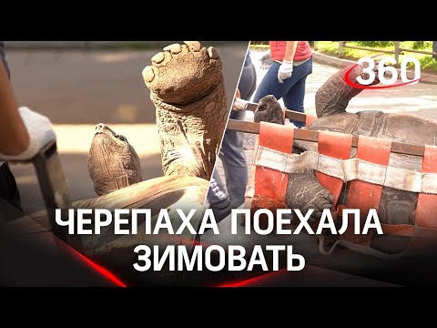 Большую черепаху погрузили на тележку и катают в московском зоопарке. Зачем?