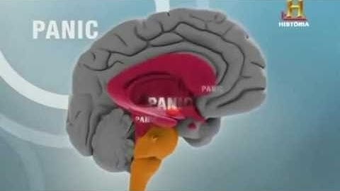 BBC Documentary 2017 - El impactante Cerebro Humano // Top Documentales