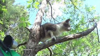Kitten Rescued from Tree After 11 Days