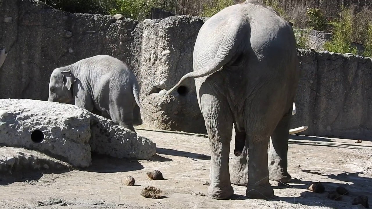 おじいちゃんゾウMaxiが気になる子象のRuwaniちゃん Asian elephant