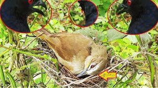 Parents CRYS Watching their Babies Eaten Alive | Birds in Nest yellow vented Bulbul