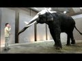 Elephant can imitate human speech researchers