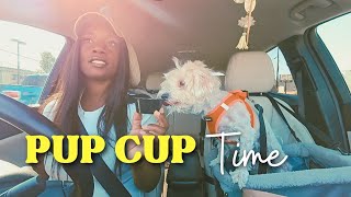 Rio Gets a Pup Cup at Shake Shack Drive-Thru #doglife #maltipoo #puppy #dog