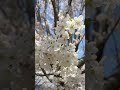 Sakura in Canada | cherry blossoms in Dundas, Ontario