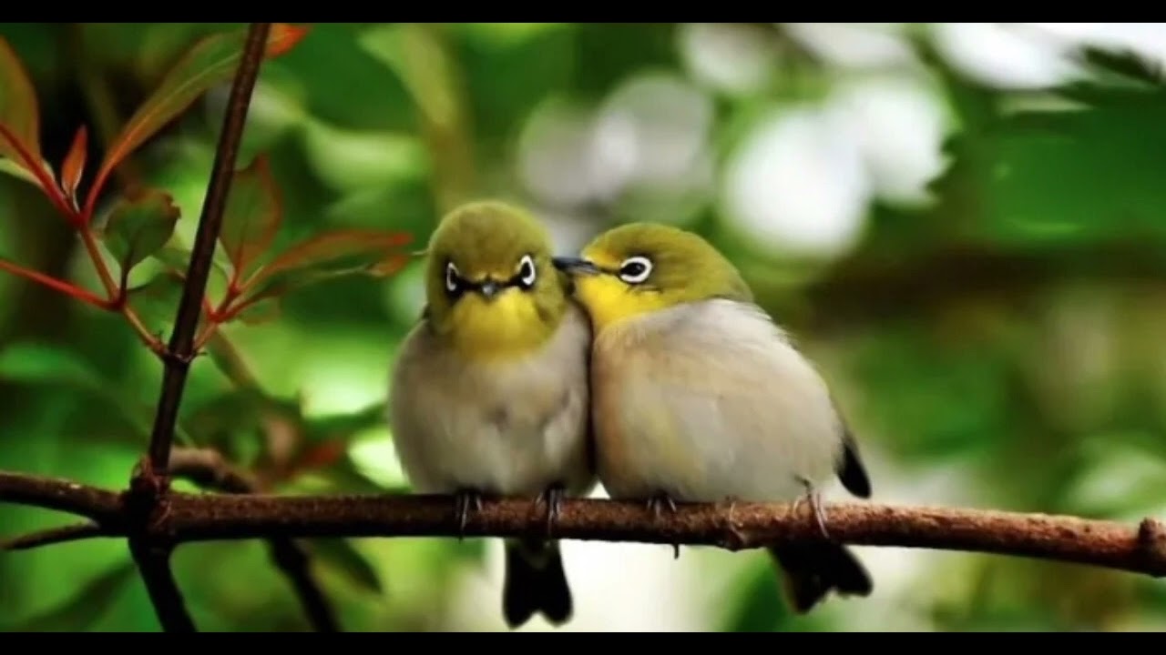 masteran pleci nembak lovebird sambung ngebreen