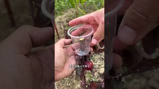 Methods used by grafting masters Grafting techniques Grafting methods Sharing of grafting techni