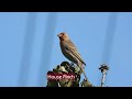 Birding Famosa Slough in San Diego. Bird virtually at thebirdinggame.com!