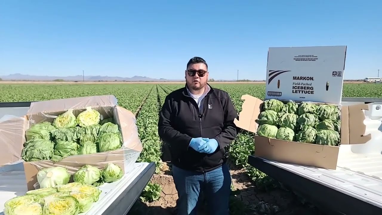 Live From the Fields: Desert Growing Region Lettuce